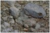 6/landmannalaugar 46 (Small).jpg
